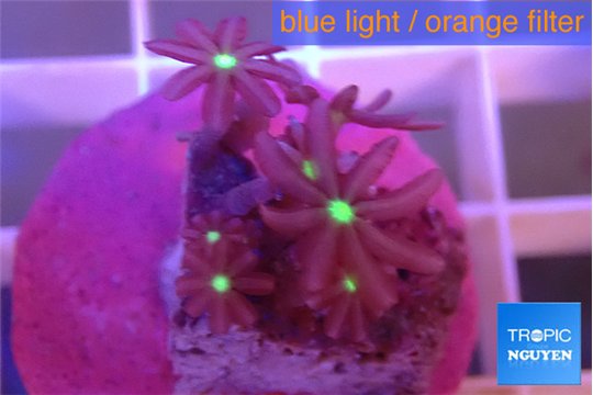 Knopia jasmine polyps 1 cm WYSIWYG acclimaté