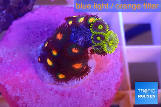 Zoanthus mixed color 1-2 cm WYSIWYG acclimaté