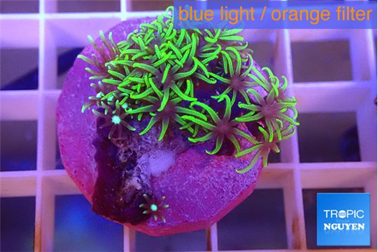 Pachyclavularia full neon green 2-3 cm WYSIWYG acclimaté