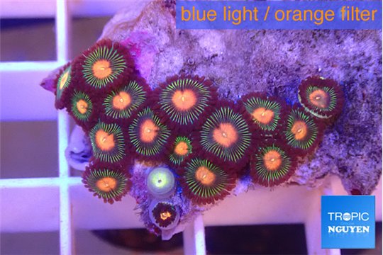 Zoanthus campfire 2-3 cm WYSIWYG acclimaté