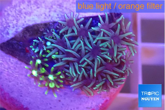 Pachyclavularia green 2-3 cm WYSIWYG acclimaté