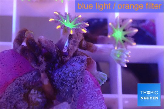 Clavularia papaya fireworks 3 polyps WYSIWYG acclimaté