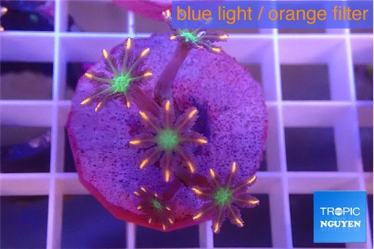 Clavularia papaya fireworks 5 polyps WYSIWYG acclimaté