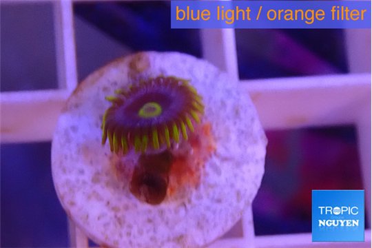 Zoanthus magic green blue 1 polyp WYSIWYG acclimaté
