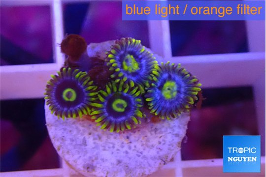 Zoanthus magic green blue 4 polyps WYSIWYG acclimaté