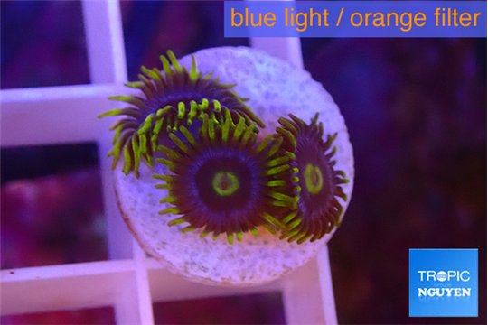 Zoanthus magic green blue 3 polyps WYSIWYG acclimaté