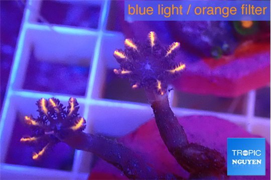 Clavularia papaya flame tipped 2 polyps WYSIWYG acclimaté