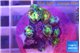 Zoanthus fusion 2-4 cm WYSIWYG acclimaté