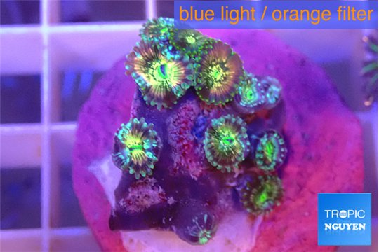 Zoanthus fusion 2-4 cm WYSIWYG acclimaté