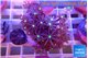 Knopia jasmine polyps 2-4 cm WYSIWYG acclimaté