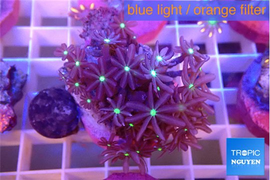 Knopia jasmine polyps 2-4 cm WYSIWYG acclimaté