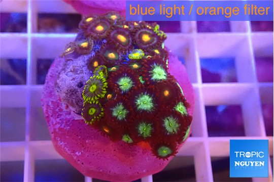 Zoanthus mixed color 2-3 cm WYSIWYG acclimaté