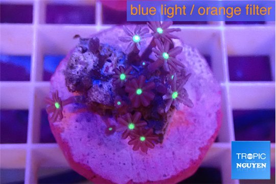 Knopia jasmine polyps 1-2 cm WYSIWYG acclimaté