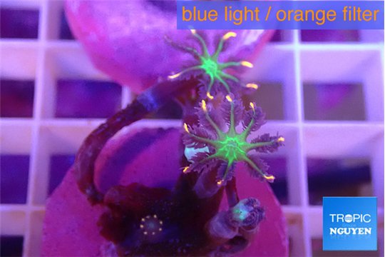 Clavularia papaya fireworks 2-4 polyps WYSIWYG acclimaté