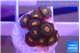 Zoanthus campfire 1-2 cm WYSIWYG acclimaté