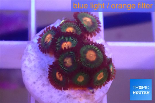 Zoanthus campfire 1-2 cm WYSIWYG acclimaté