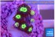 Zoanthus alpha omega 1 cm WYSIWYG acclimaté