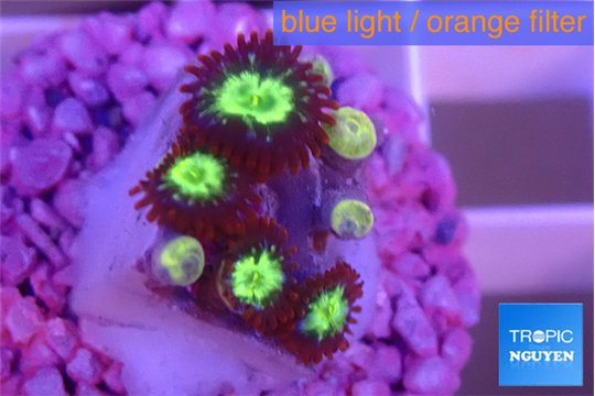 Zoanthus alpha omega 1 cm WYSIWYG acclimaté