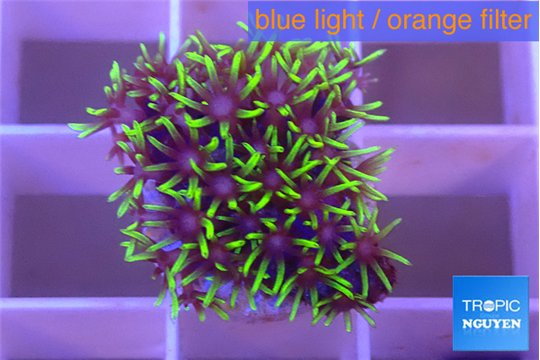 Pachyclavularia green 1-2 cm WYSIWYG acclimaté