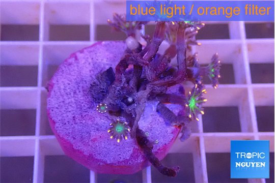 Clavularia papaya fireworks 2-4 cm WYSIWYG acclimaté