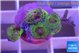 Zoanthus purple monsters 5-6 polyps WYSIWYG acclimaté