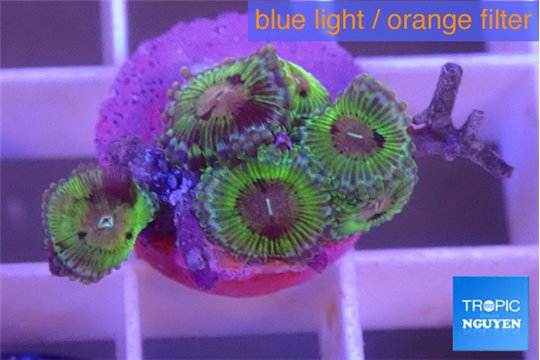 Zoanthus purple monsters 5-6 polyps WYSIWYG acclimaté