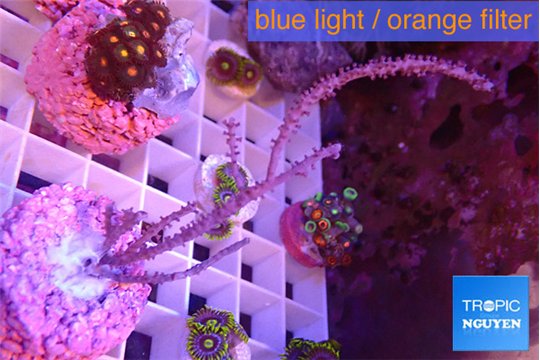 Gorgonia symbiotic 4-7 cm WYSIWYG acclimaté