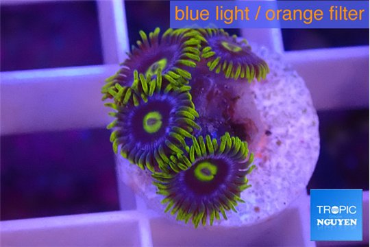 Zoanthus magic green blue 4 polyps WYSIWYG acclimaté