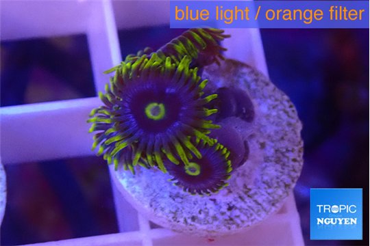 Zoanthus magic green blue 4 polyps WYSIWYG acclimaté