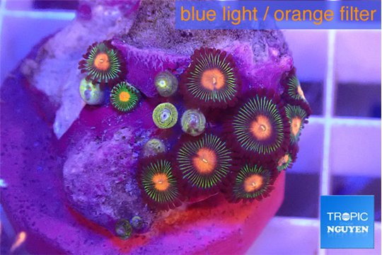 Zoanthus campfire 1-3 cm WYSIWYG acclimaté