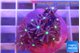 Knopia jasmine polyps 1-2 cm WYSIWYG acclimaté