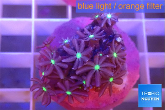 Knopia jasmine polyps 1-2 cm WYSIWYG acclimaté