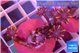 Clavularia papaya flame tipped 4-5 polyps WYSIWYG acclimaté