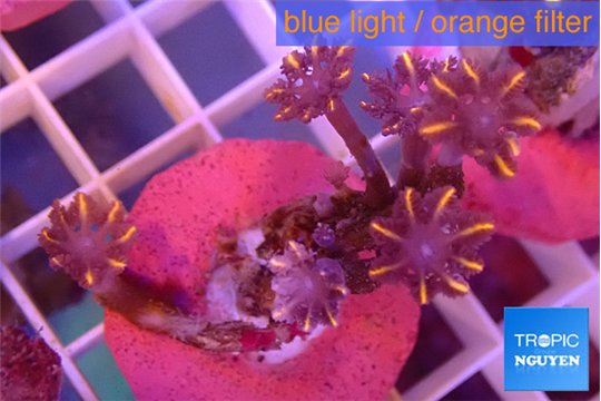 Clavularia papaya flame tipped 4-5 polyps WYSIWYG acclimaté