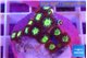 Zoanthus alpha omega 1-2 cm WYSIWYG acclimaté