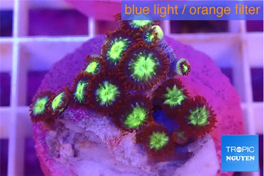 Zoanthus alpha omega 1-2 cm WYSIWYG acclimaté