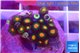 Zoanthus campfire 1-2 cm WYSIWYG acclimaté