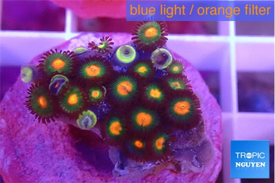 Zoanthus campfire 1-2 cm WYSIWYG acclimaté