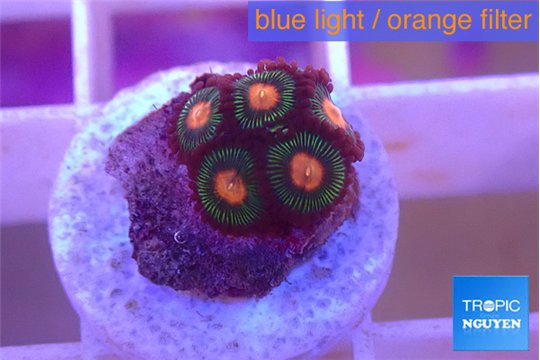 Zoanthus campfire 4 polyps WYSIWYG acclimaté