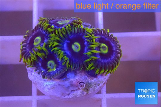 Zoanthus magic green blue 4-6 polyps WYSIWYG acclimaté
