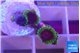 Zoanthus purple monsters 3-4 polyps WYSIWYG acclimaté