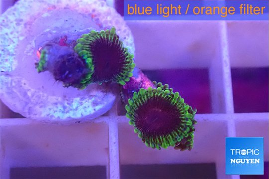 Zoanthus purple monsters 3-4 polyps WYSIWYG acclimaté