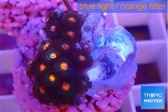 Zoanthus orange 1-3 cm WYSIWYG acclimaté