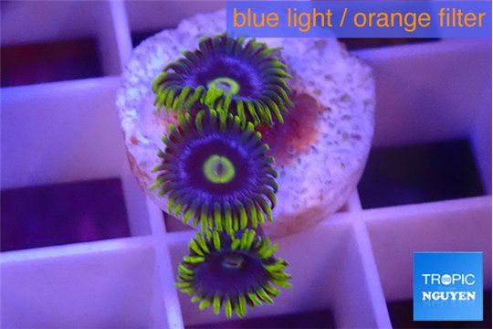 Zoanthus magic green blue 3 polyps WYSIWYG acclimaté