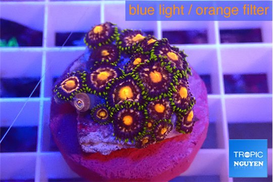 Zoanthus purple spot 1-3 cm WYSIWYG acclimaté