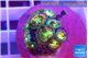 Zoanthus fusion 1-2 cm WYSIWYG acclimaté