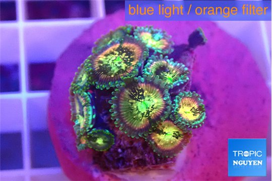 Zoanthus fusion 1-2 cm WYSIWYG acclimaté