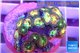 Zoanthus fusion 2-3 cm WYSIWYG acclimaté