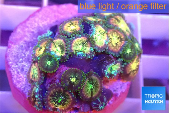 Zoanthus fusion 2-3 cm WYSIWYG acclimaté