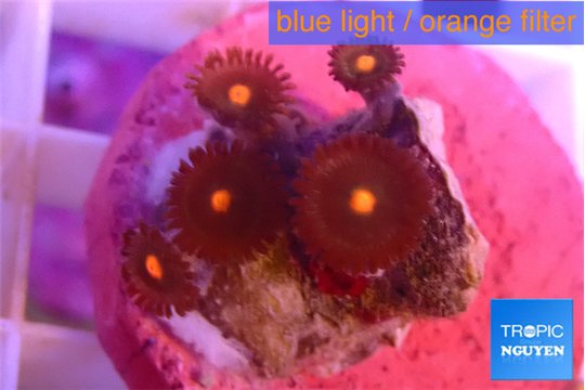 Zoanthus orange 1 cm WYSIWYG acclimaté